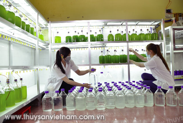 nuôi tảo cho tôm